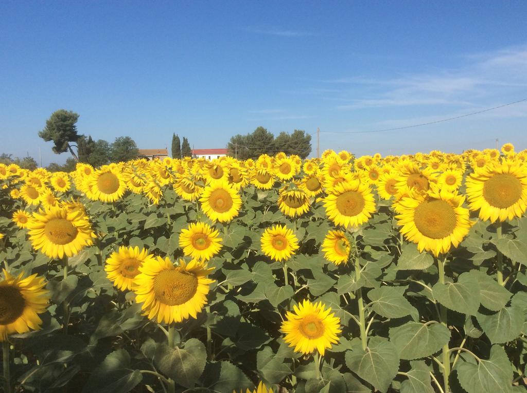 Podere Girasoli Piombino Exteriör bild